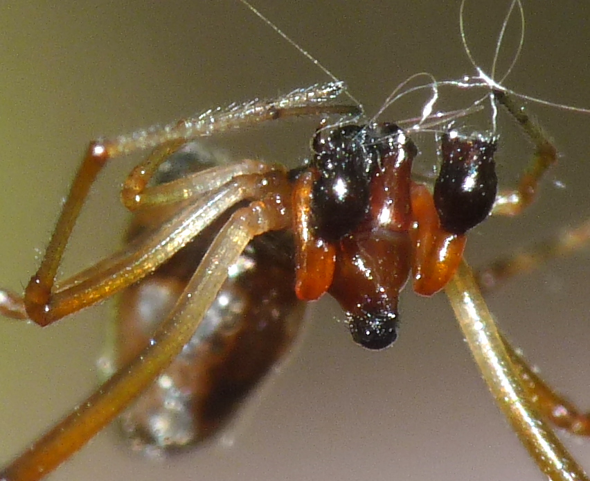 Argyrodes argyrodes